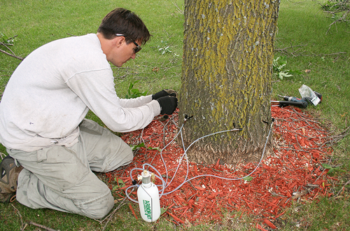Emerald ash borers are a nuisance, but there are ways to protect your ash trees
